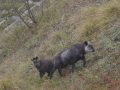 北八ヶ岳「双子山」（2224m）「カモシカ」