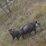 北八ヶ岳「双子山」（2224m）「カモシカ」