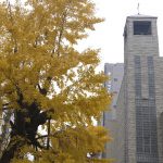 太融寺「大銀杏」樹齢300年