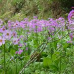 新緑の頃「鹿華苑」