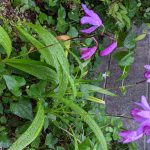 【ステイホーム】紫蘭の花