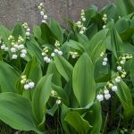 雨後、紫蘭とスズラン