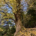 樹齢400年イチョウ黄葉