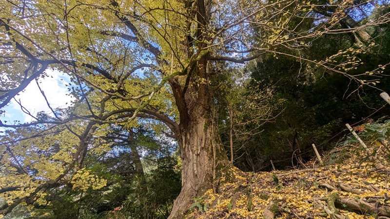 樹齢400年イチョウ黄葉