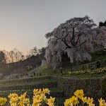 又兵衛桜「一本桜」