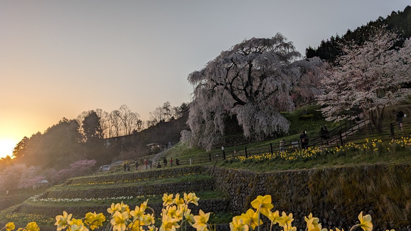 又兵衛桜「一本桜」