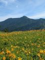 東館山1,994m「ニッコウキスゲ」