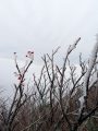 宝の山「会津磐梯山（1816ｍ）」霧氷